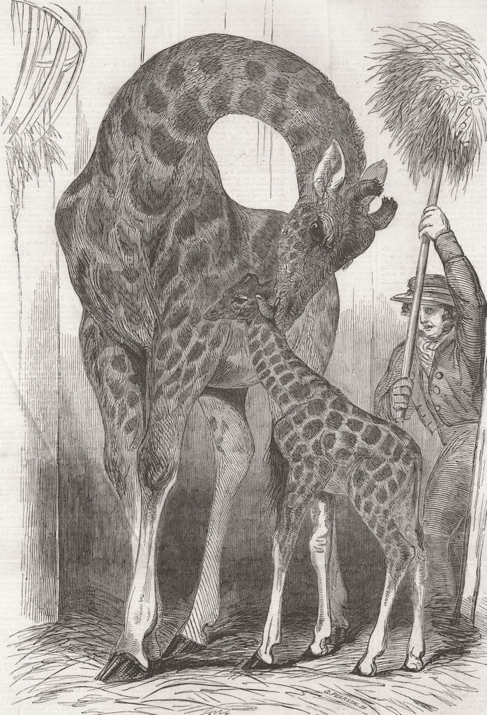 LONDON. Giraffe & her young, Regent's Park 1849 old antique print picture